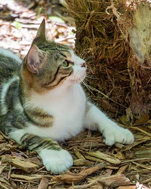 Hemingway Cat