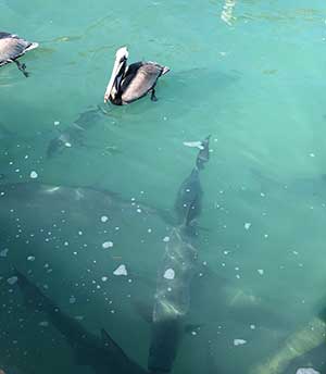 Pelicans and Tarpon at Robbie's