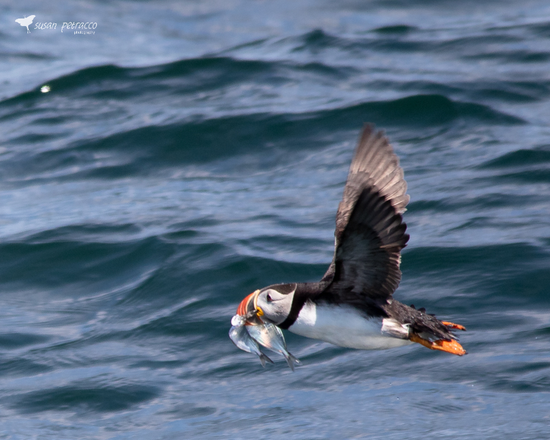 Atlantic puffin with fish