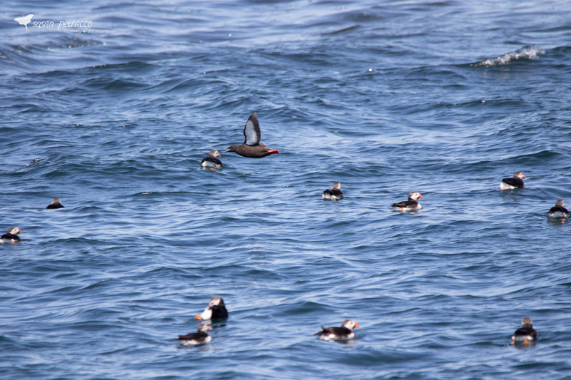 A raft of Atlantic puffins, with a black guillemot flying above