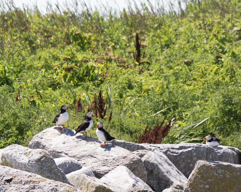 Atlantic puffins on Eastern Egg Rock