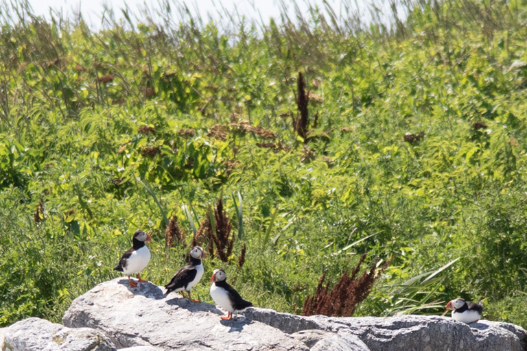 Cap’n Fish’s Cruises – See Puffins in Boothbay Harbor, Maine