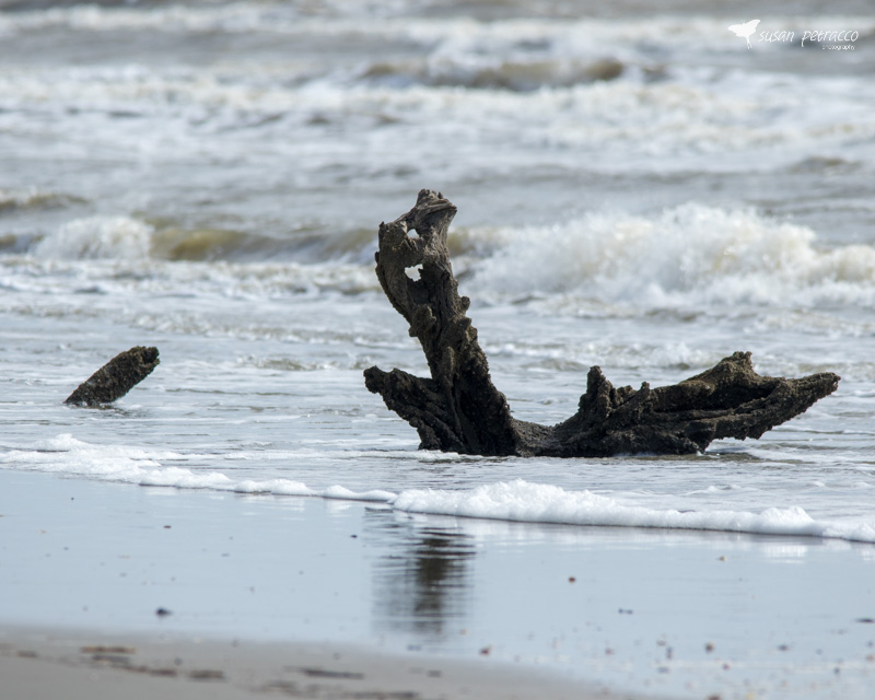 Driftwood at the Boneyard on Bulls Island, SC