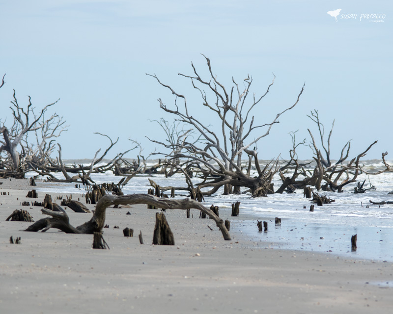 The Boneyard on Bulls Island near Charleston