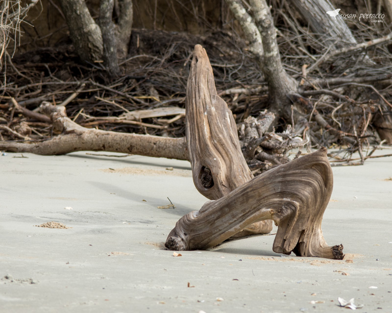 More Driftwood at the Boneyard