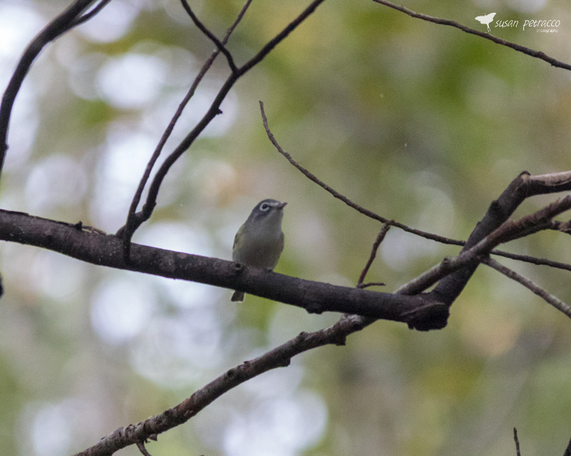 Blue-headed vireo