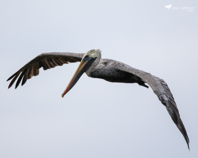Brown Pelican