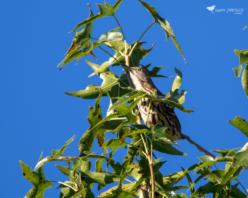 Brown Thrasher