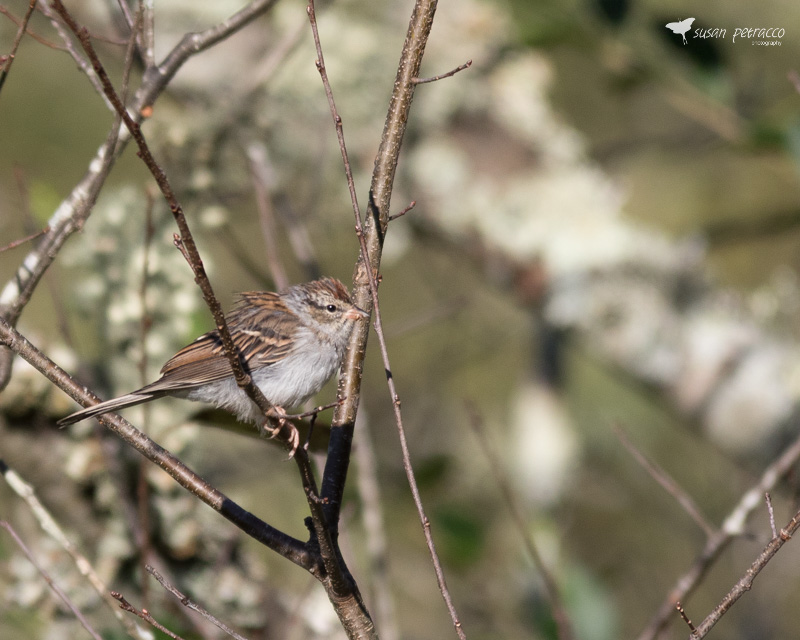 Chipping Sparrow
