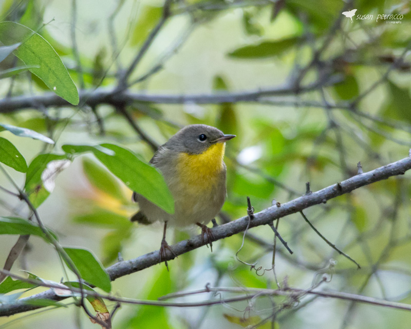 Common Yellowthroat Warbler, Female