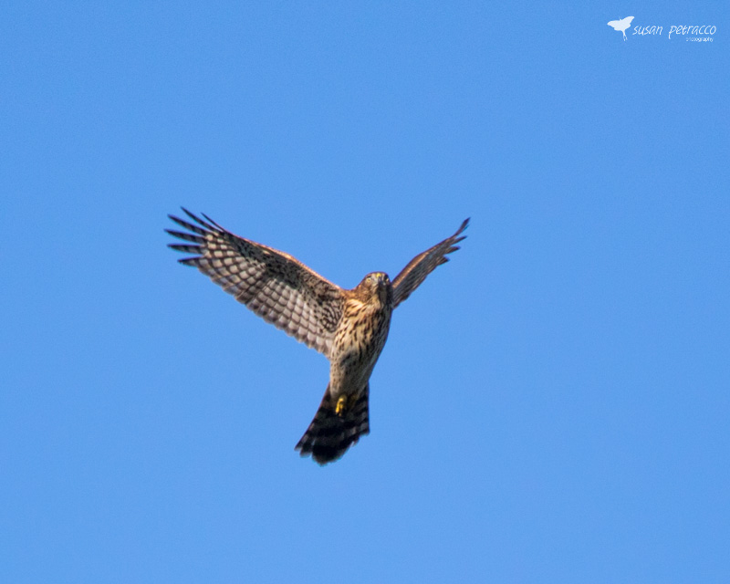 Cooper's Hawk