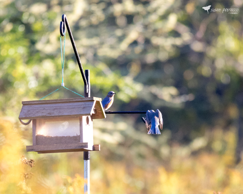 Eastern Bluebirds