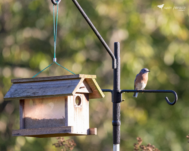 Eastern Bluebird