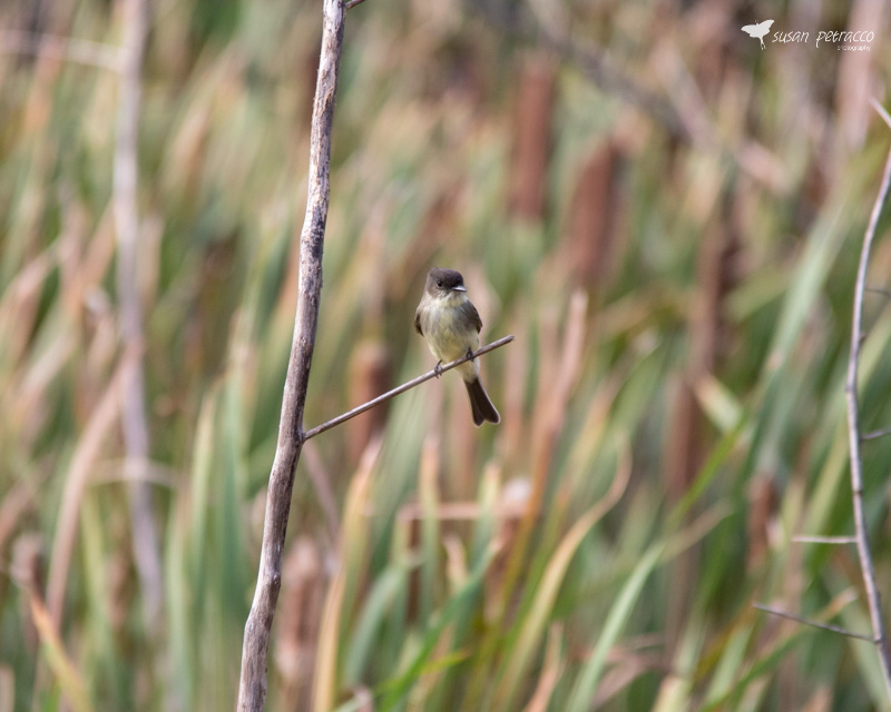 Eastern Phoebe