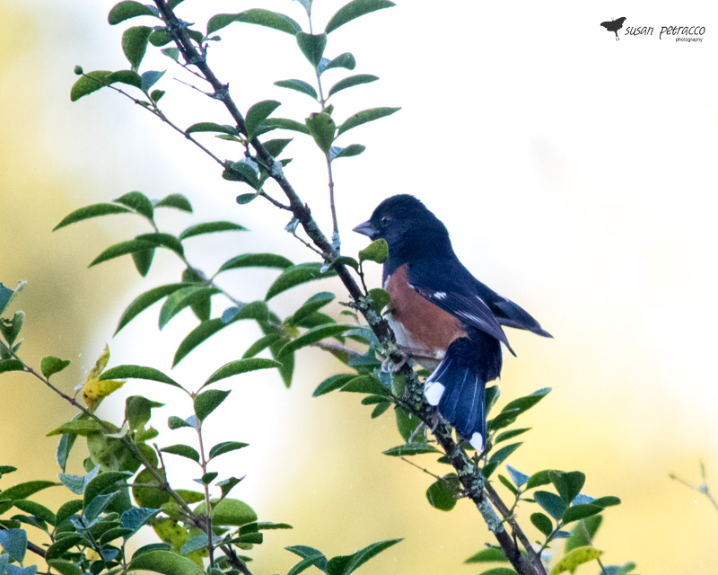 Eastern Towhee