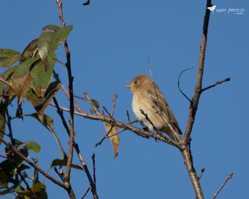 Female Indigo Bunting