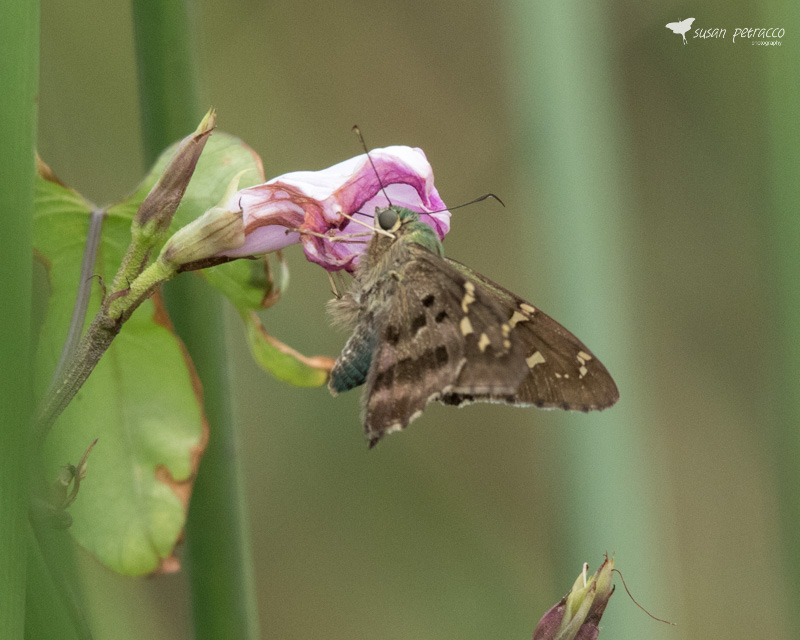 Long-tailed skipper on wild morning glory.