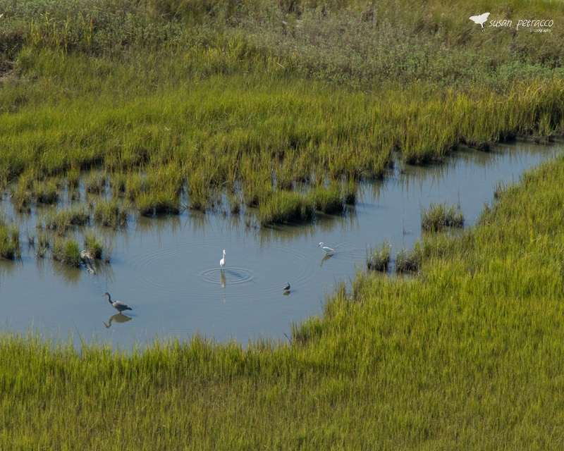View from Ravenel Bridge - herons and egrets in the tidal creek
