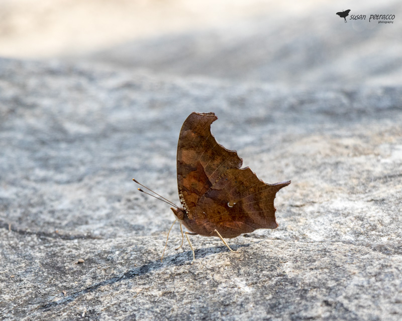 Question Mark Butterfly - Ventral