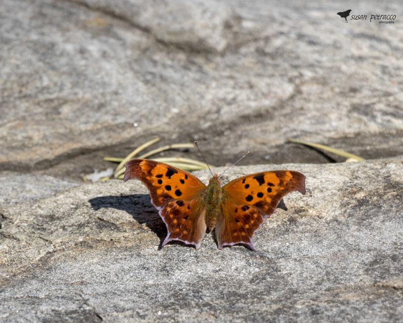 Question Mark Butterfly - Dorsal