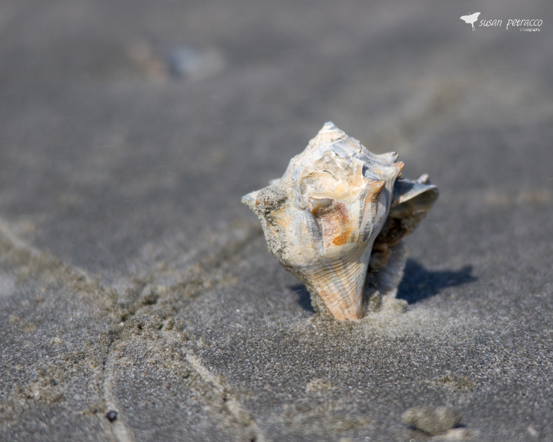 Lightning whelk seashell
