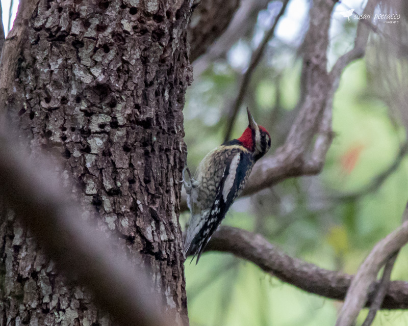 Yellow-bellied sapsucker