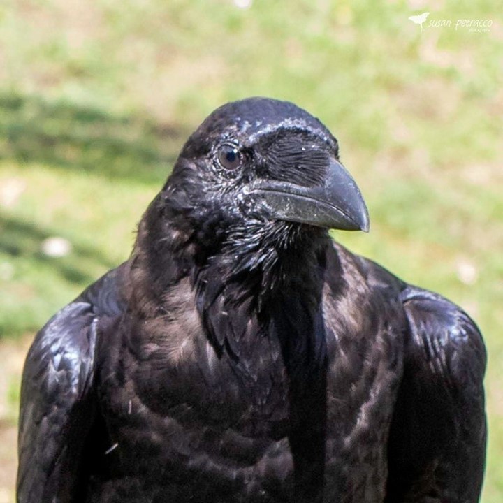 Tower of London ravens