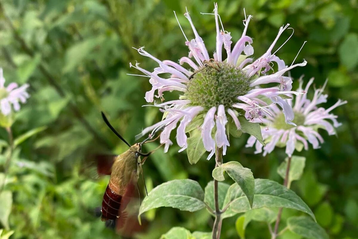 Hummingbird Moth at the North Carolina Arboretum