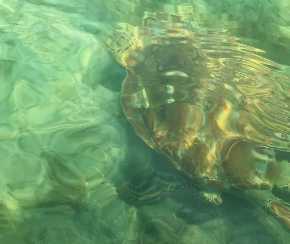 Sea turtle swimming in the water beside our kayak