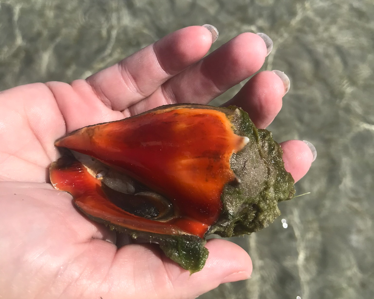 Fighting conch
