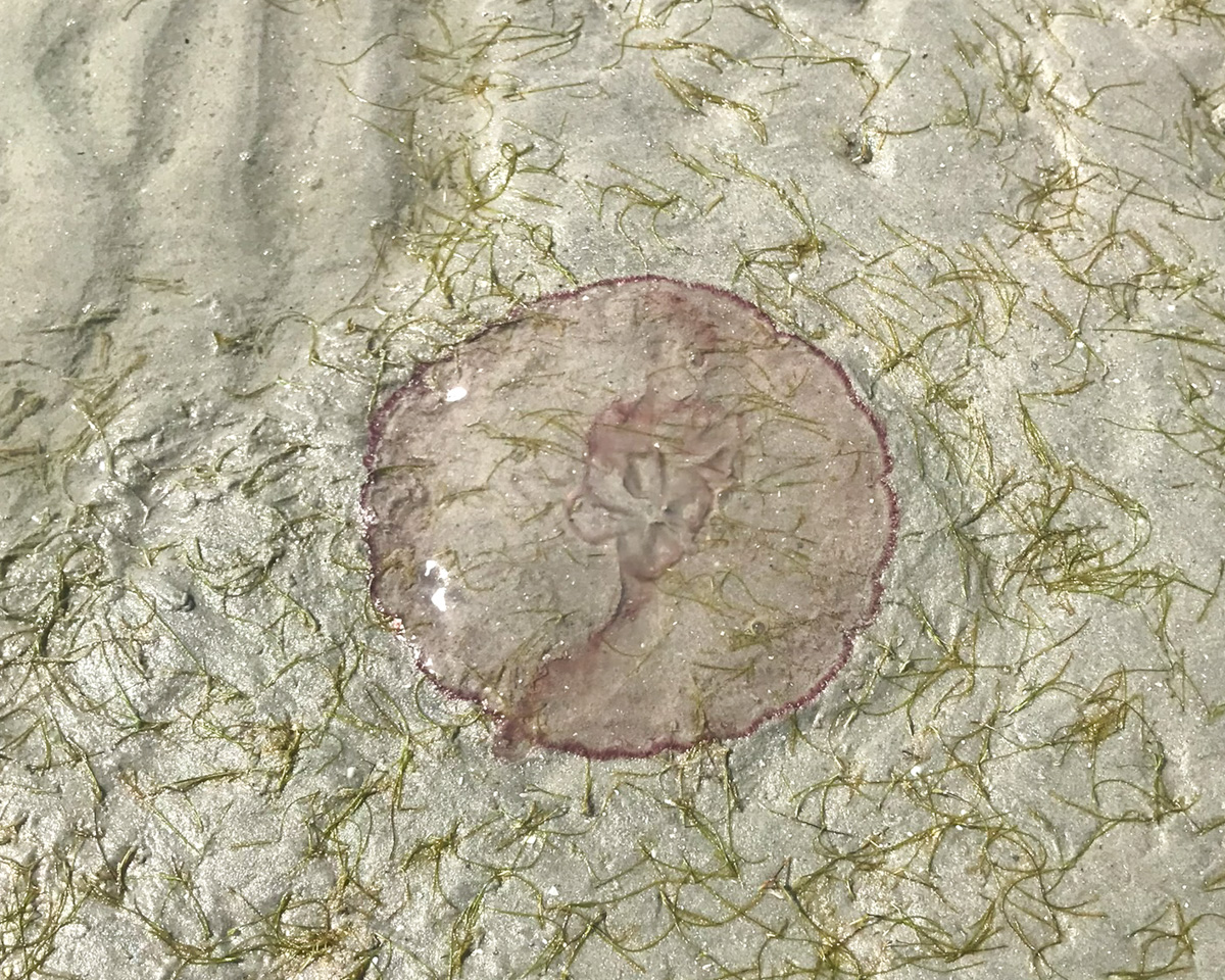 Moon jellyfish