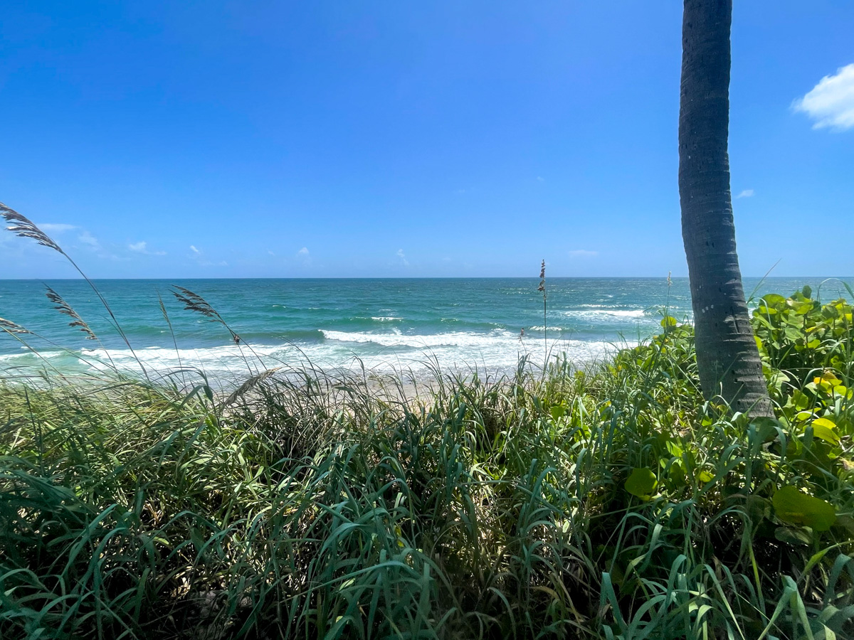 Coral Cove Park, Jupiter, Florida, Atlantic ocean with palm tree and grass in the foreground
