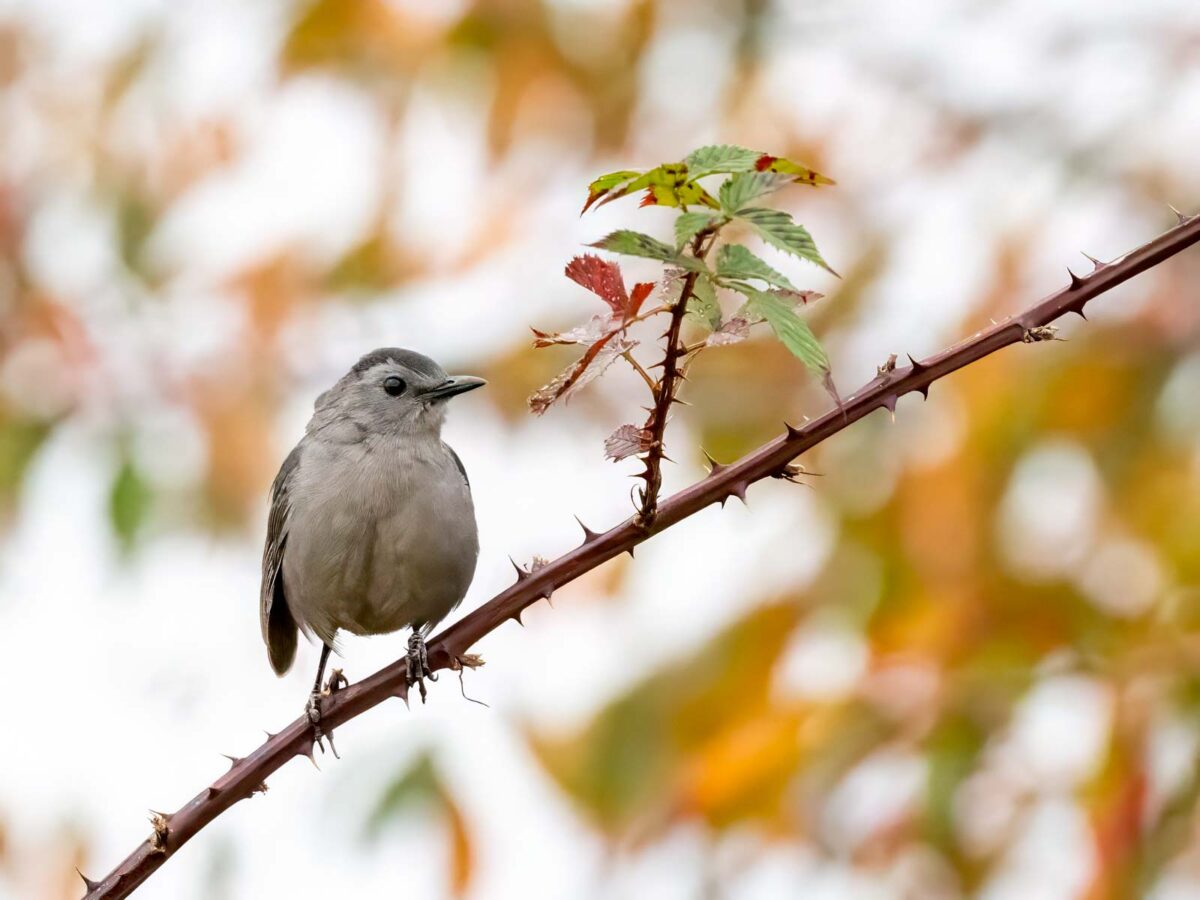 Gray Catbird
