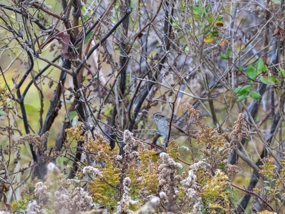 Swamp Sparrow