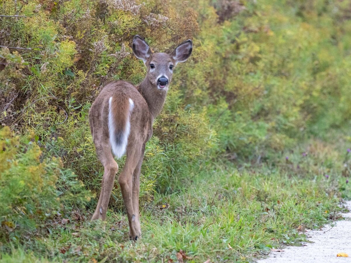 White-tailed Deer