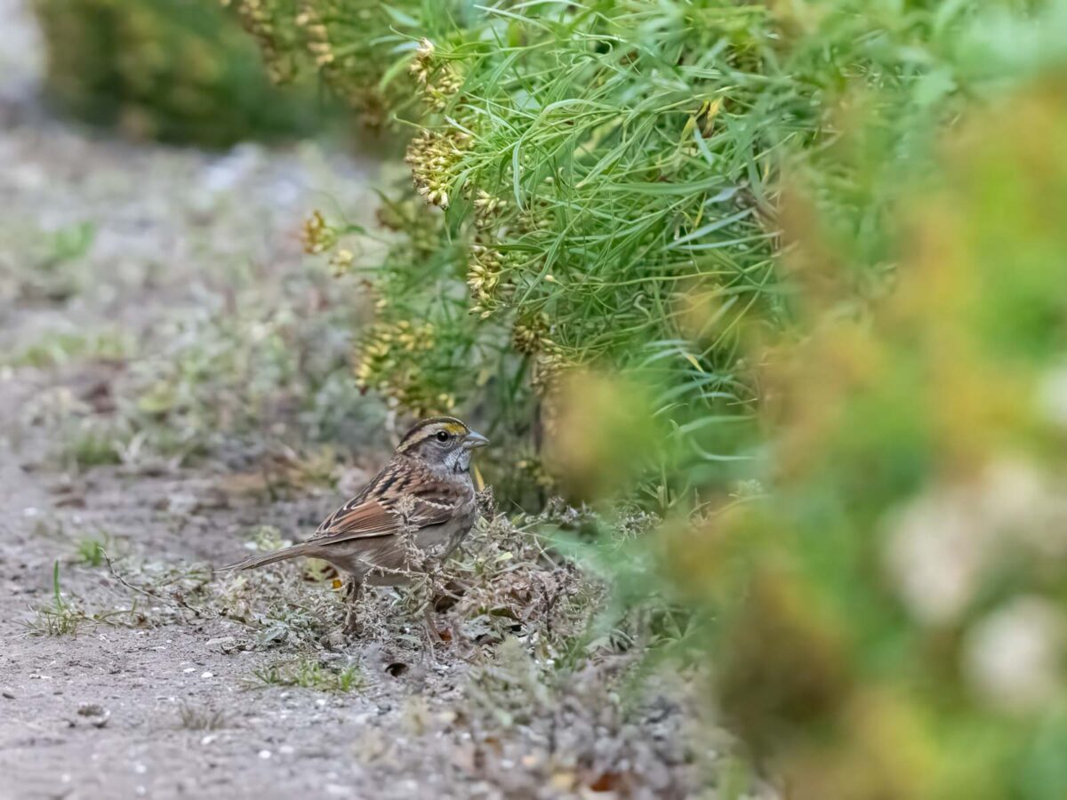White-throated Sparrow