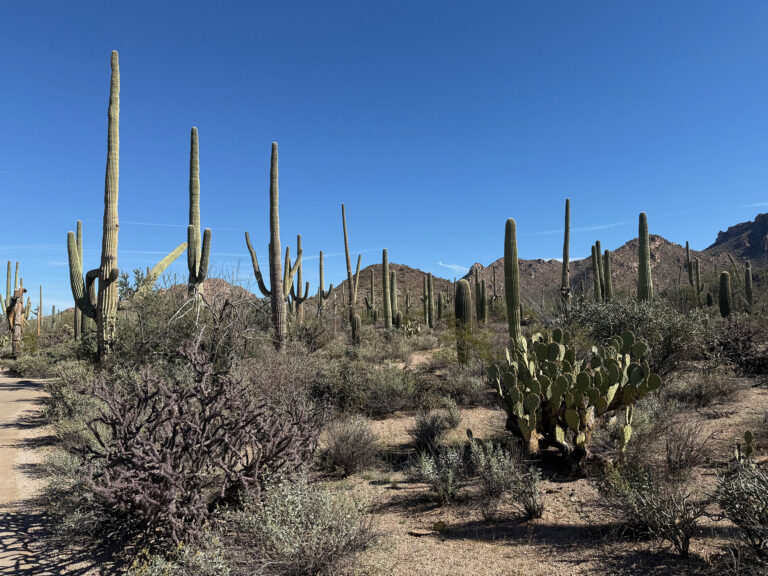 saguaro cacti