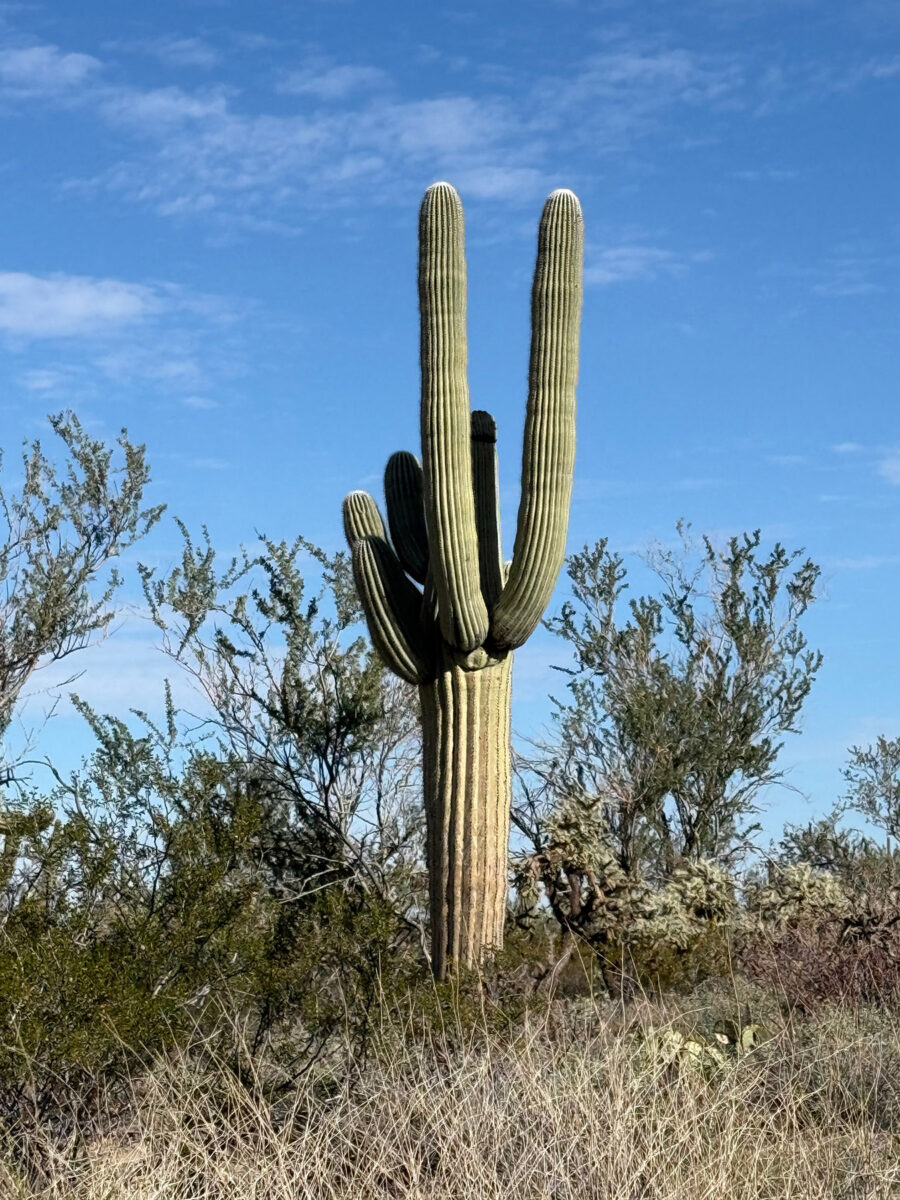 saguaro cactus