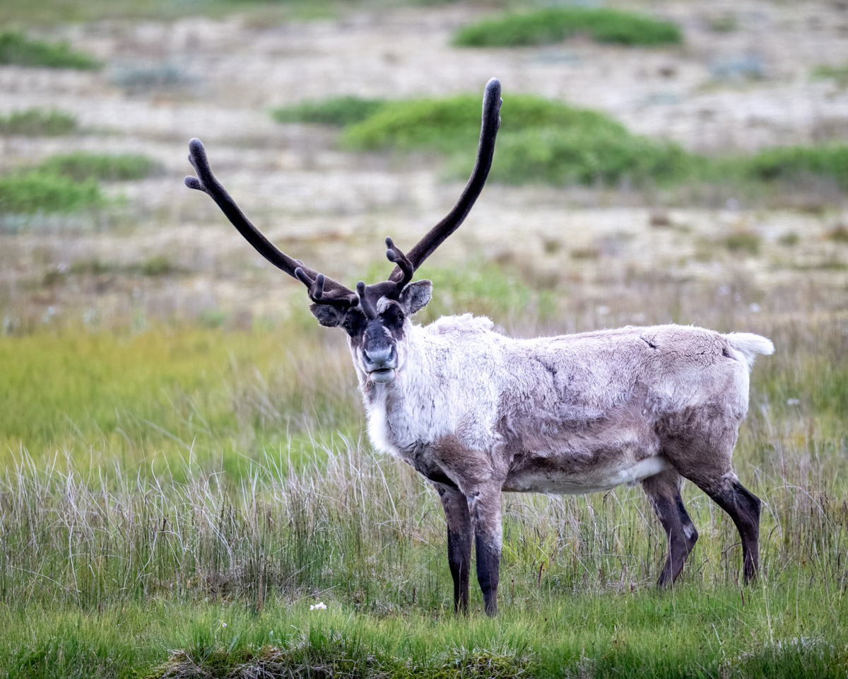 Reindeer in Iceland
