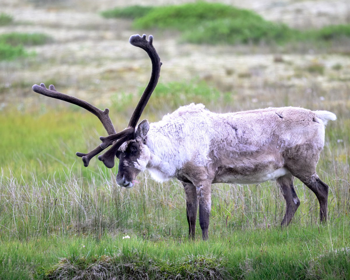 Reindeer in Iceland