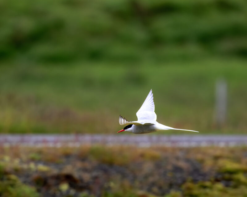 Arctic Tern in flight, with the road and shoulder behind it.