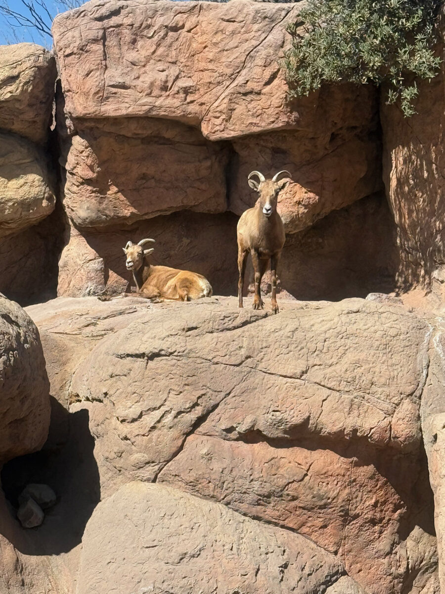 Bighorn Sheep