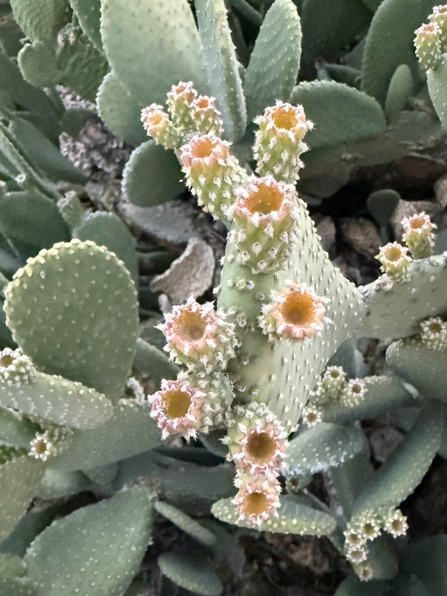 Cactus flowers at the Lodge