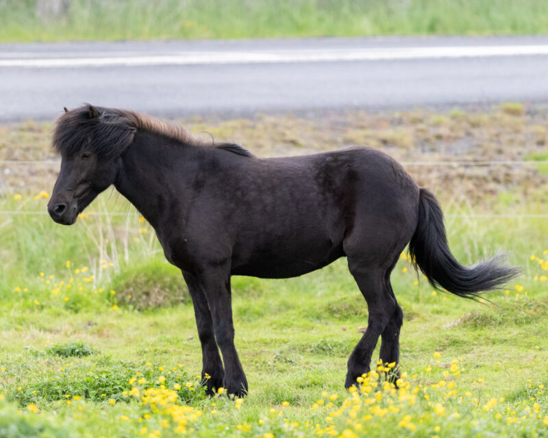 An Iceland horse standing in a field of yellow flowers with the road behind it