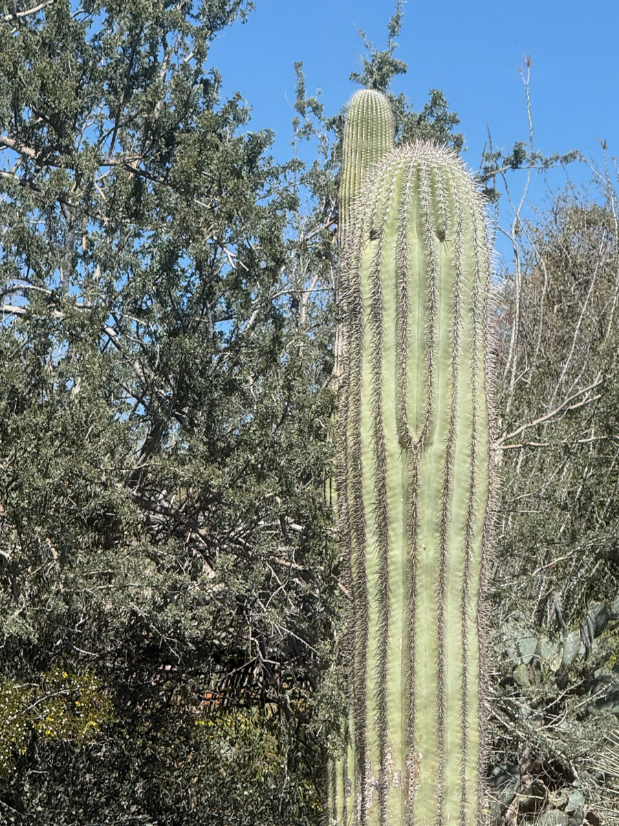 Saguaro Cactus pareidolia