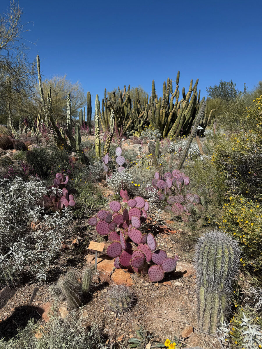 Purple prickly pear cactus