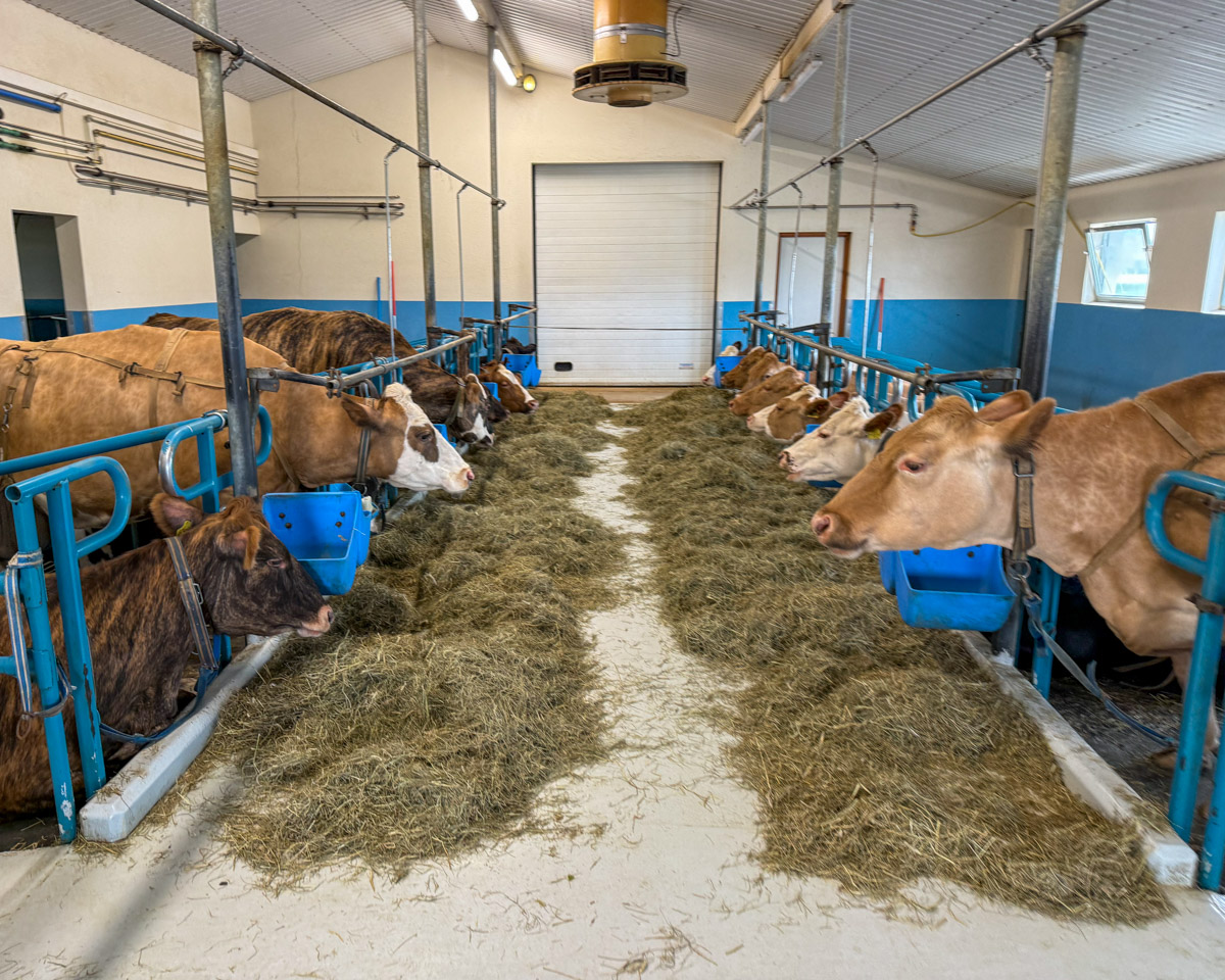 Vogafjos cows at feeding time